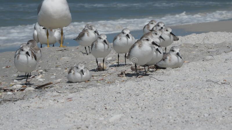 Sanderlings Calidris alba resting on a beach.