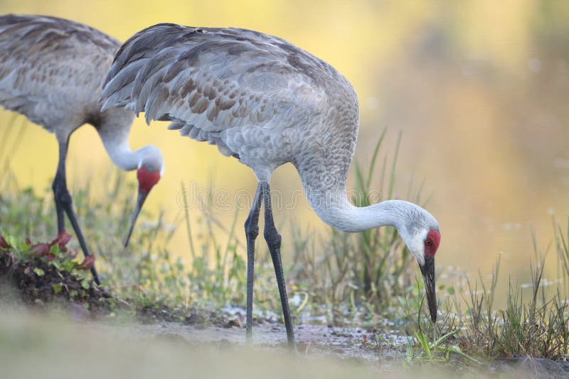 Sandhill Crane