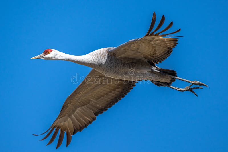 Sandhill Crane in Flight stock image. Image of flying 274416557