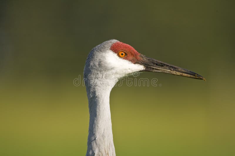 Sandhill Crane close-up