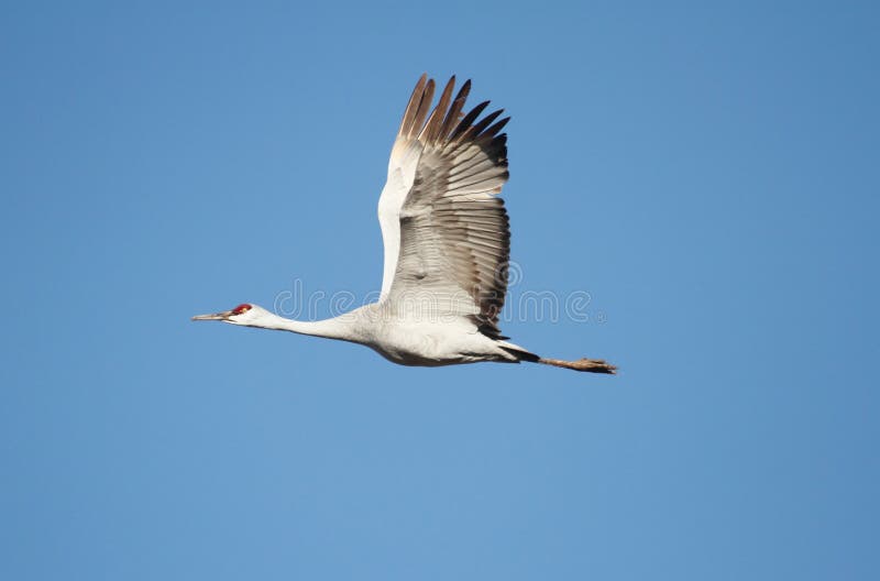 Sandhill Crane (Grus canadensis)