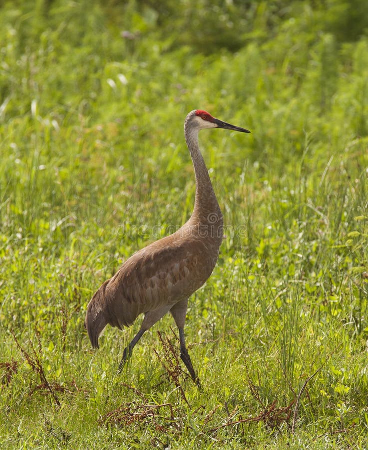 Sandhill crane - Grus canadensis