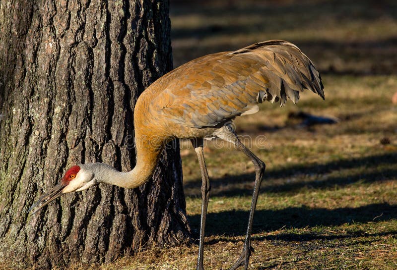 Close-up of a Sandhill Crane grus canadensis eating next to a tree. Close-up of a Sandhill Crane grus canadensis eating next to a tree