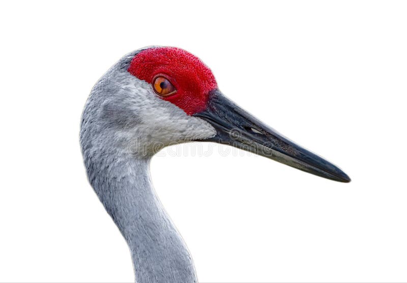 Sandhill Crane Grus Canadensis Pratensis Muestra Una Membrana Transparente Nictitrana Aislada