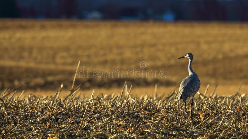 A sandhill crane is standing alone.