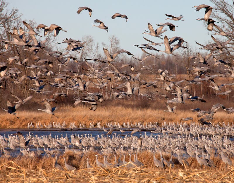 Sandhill Cranes