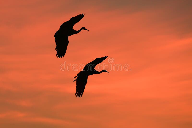 Sandhill Cranes in Flight