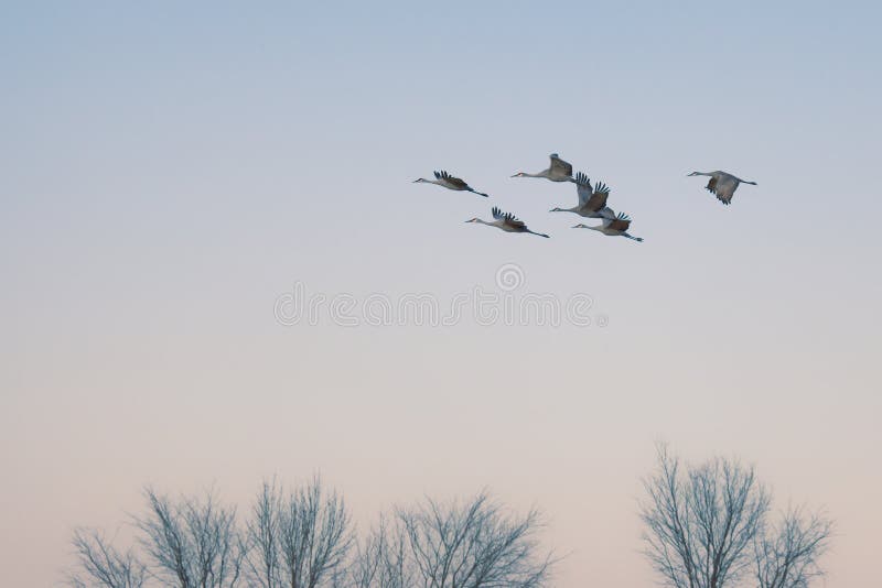 Sandhill Cranes in flight