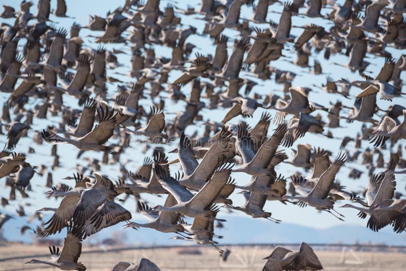 Migrating Greater Sandhill Cranes in Monte Vista, Colorado Stock Photo