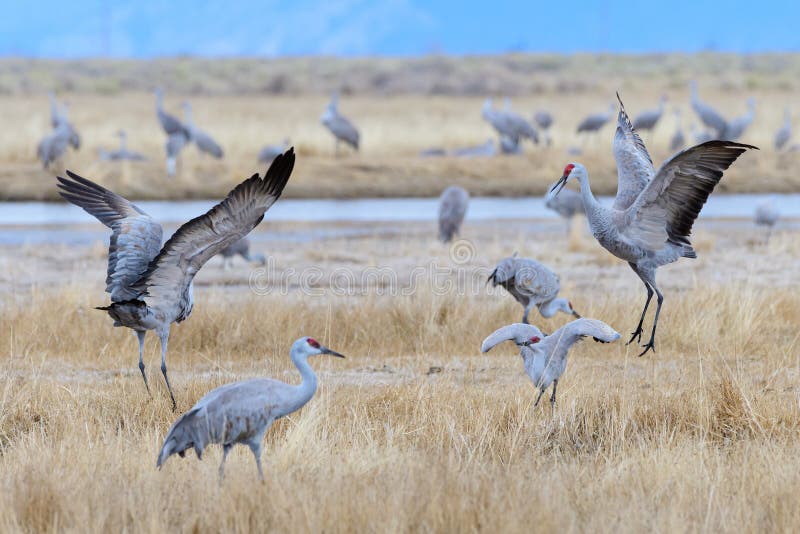 Migrating Greater Sandhill Cranes in Monte Vista, Colorado Stock Image