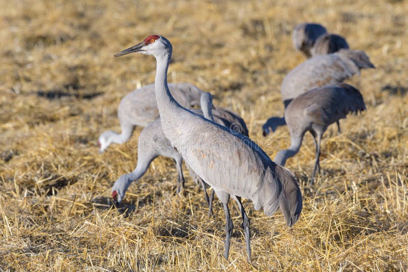Migrating Greater Sandhill Cranes in Monte Vista, Colorado Stock Image