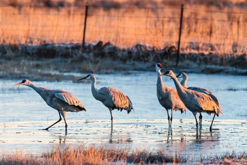 Migrating Greater Sandhill Cranes in Monte Vista, Colorado Stock Image