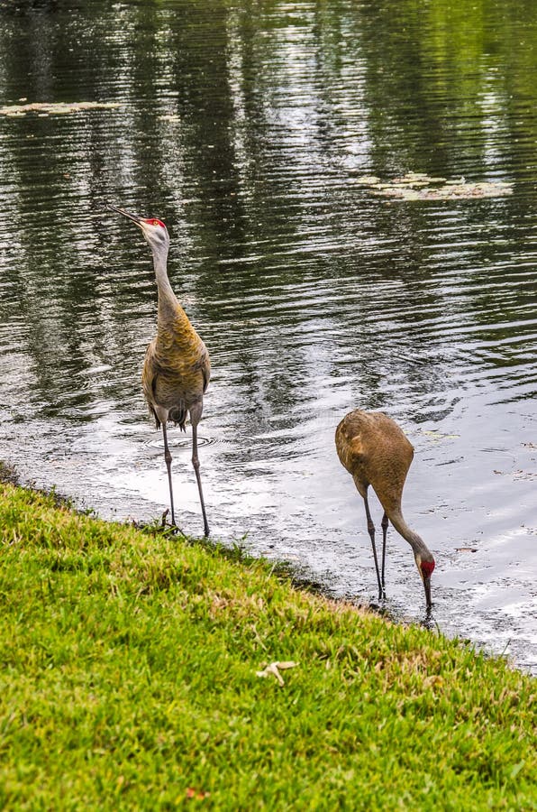 Sandhill kranar på en sjö arkivbilder Sandhill kranar på en sjö arkivbilder