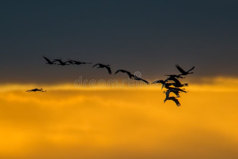 Sandhill streckt im Flug hintergrundbeleuchtetes Schattenbild mit goldenem gelben und orange Himmel und den Wolken bei Dämmerung/ stockfoto Sandhill streckt im Flug hintergrundbeleuchtetes Schattenbild mit goldenem gelben und orange Himmel und den Wolken bei Dämmerung/ stockfoto