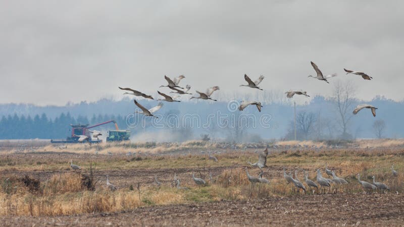 Sandhills at Autumn Harvest Time