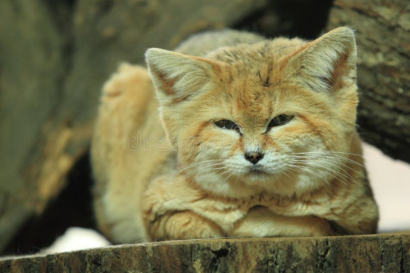 Sandkatt royaltyfri bild Sandkatt royaltyfri bild