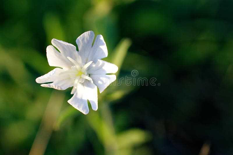 Sandman white flower, wild flower on a green background. Amazing flowers of bladder Campion. Close up macro