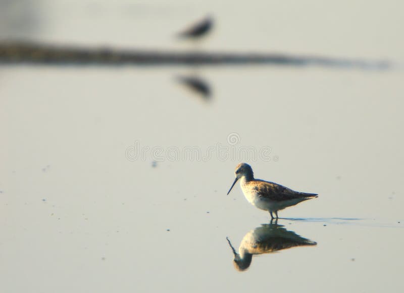 Sandpiper