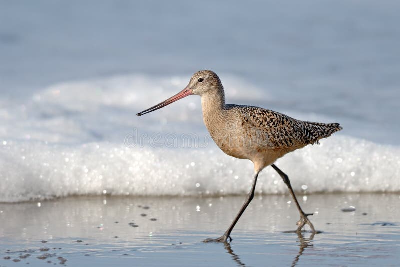 Sandpiper Bird Walking on Beach with Sea Foam