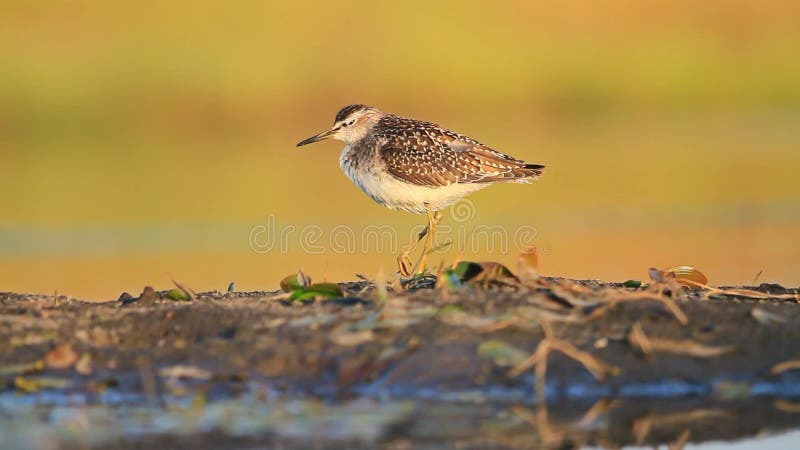 Sandpiper with broken foot basking in the sun