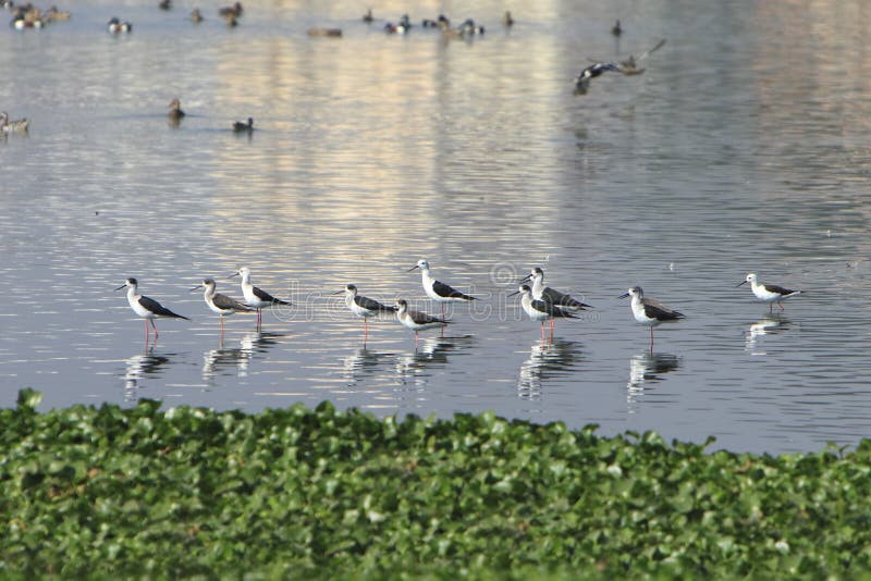 Sandpiper flock