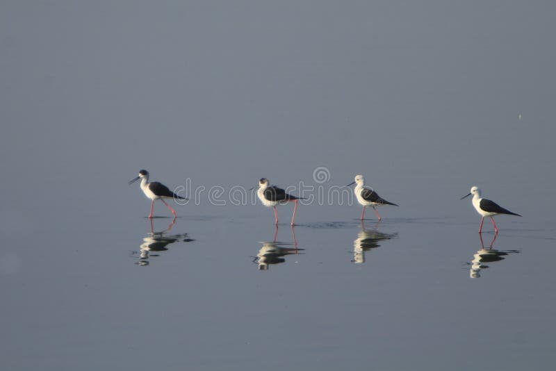 Sandpiper flocks