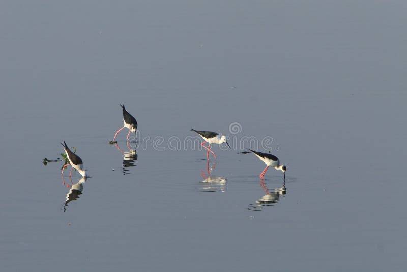 Sandpiper flocks