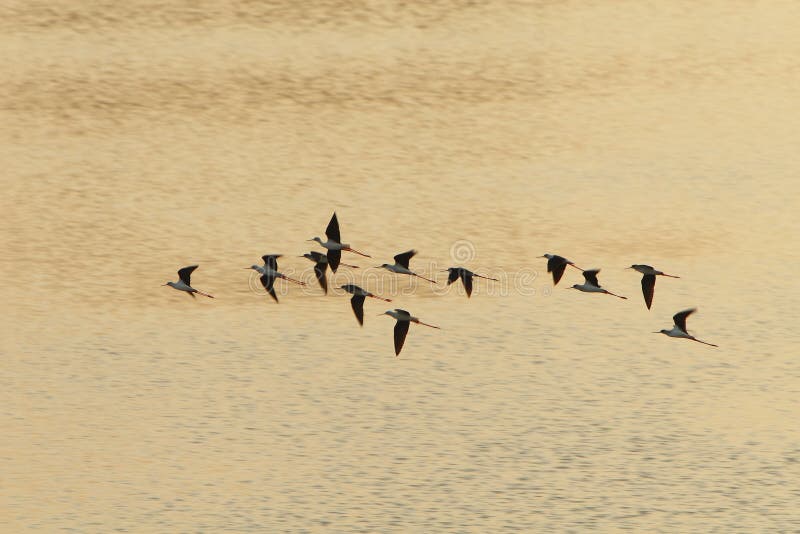 Sandpiper flocks flying