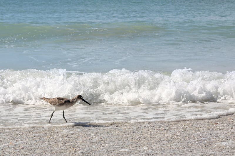 Sandpiper Shore Bird Walking in Ocean on Beach