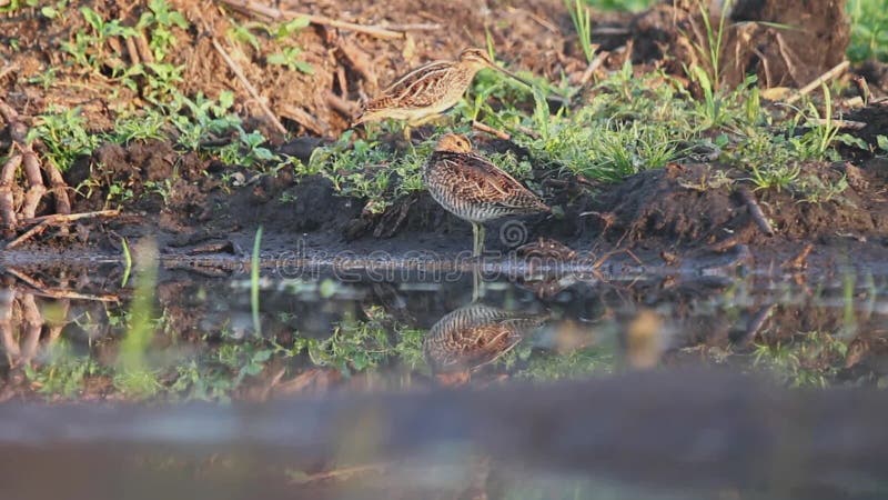 Sandpipers in the wild walk over peat swamp