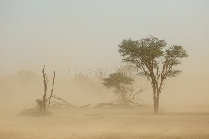 Landscape with trees during a severe sand storm in the Kalahari desert, South Africa. Landscape with trees during a severe sand storm in the Kalahari desert, South Africa