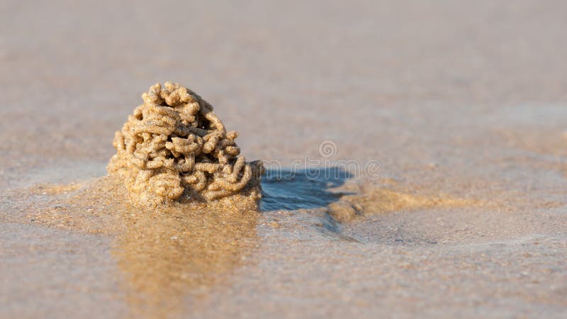 279 Sandworm Stock Photos - Free & Royalty-Free Stock Photos from Dreamstime