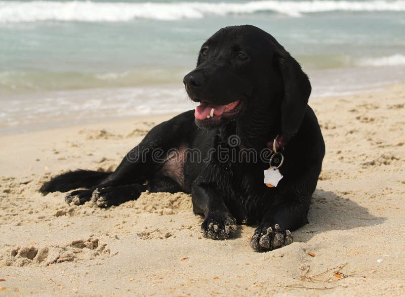 A sandy black Bassador (Basset Hound/Labrador Retriever cross) puppy lying on the beach. A sandy black Bassador (Basset Hound/Labrador Retriever cross) puppy lying on the beach