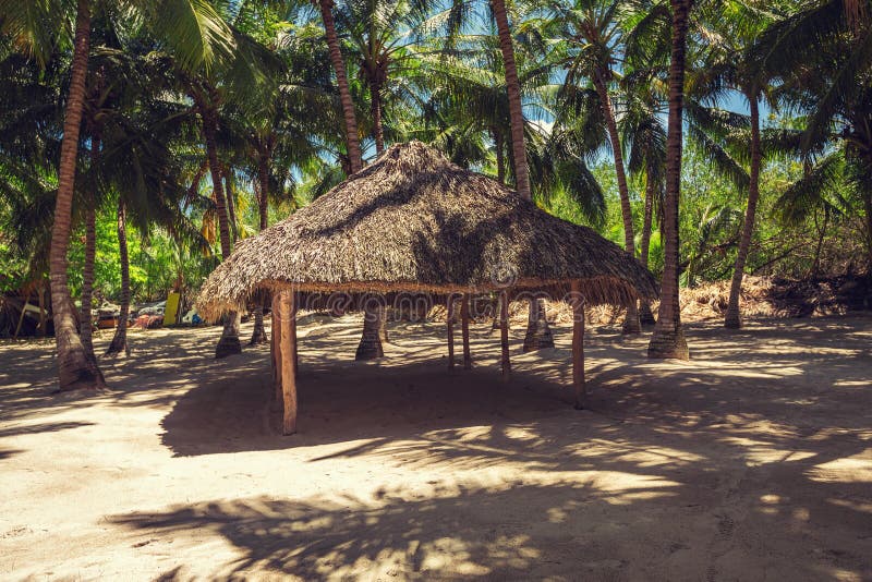 Sandy beach and coconut palm trees, Punta Cana.