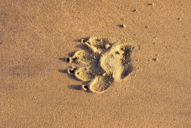 Sandy Beach Dog Paw Prints in Sand Stock Image Image of prints, sand