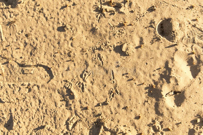 Sandy Beach with Footprints, Shoe Prints in the Sand on the Beach and