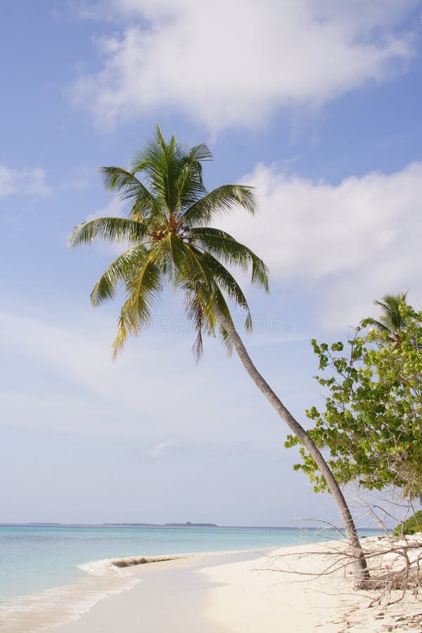 Sandy beach with palm tree
