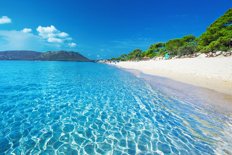 Sandy Beach with Pine Trees and Azure Clear Water, Corsica, Fran Stock ...