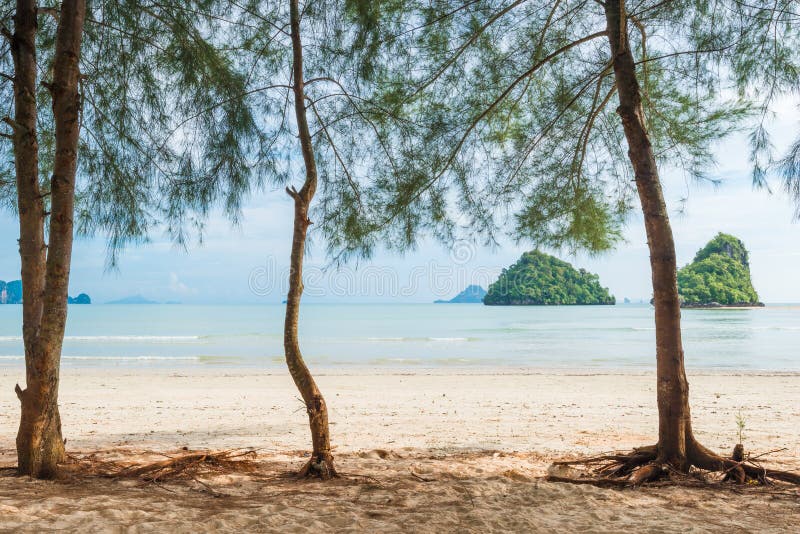 Sandy Beach vazio com árvores, mar fotografia de stock