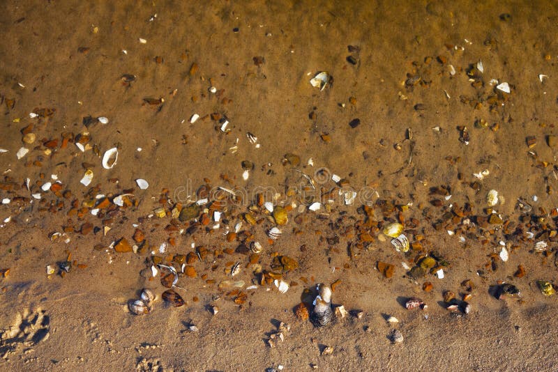 Sandy Coast of the River with Shells Closeup Stock Image Image of