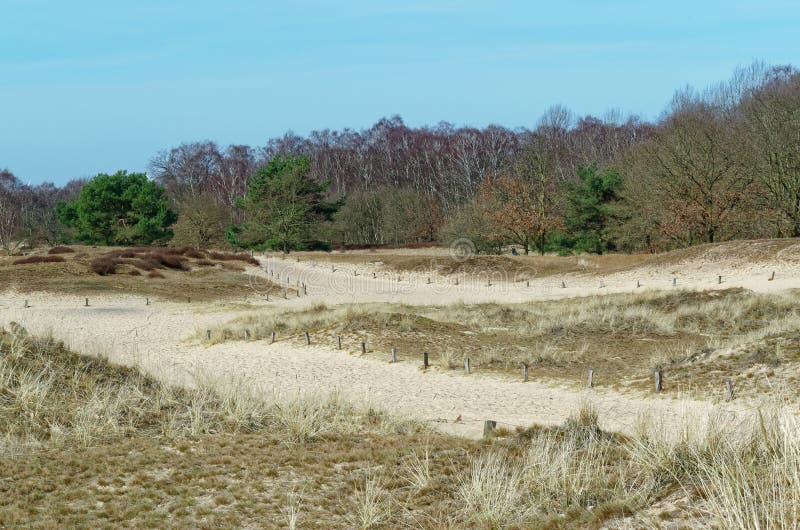 Sandy dunes and a forest in background against blue sky. Nature reserve Boberger Niederung in Hamburg, Germany royalty free stock image Sandy dunes and a forest in background against blue sky. Nature reserve Boberger Niederung in Hamburg, Germany royalty free stock image