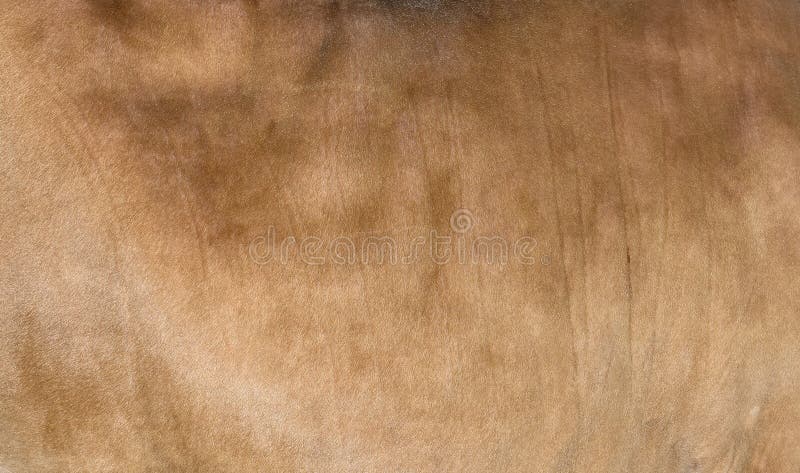 Sandy or light brown hair cow skin - real genuine natural fur, free space for text. Cowhide close up. Texture of a brown cow coat royalty free stock images Sandy or light brown hair cow skin - real genuine natural fur, free space for text. Cowhide close up. Texture of a brown cow coat royalty free stock images