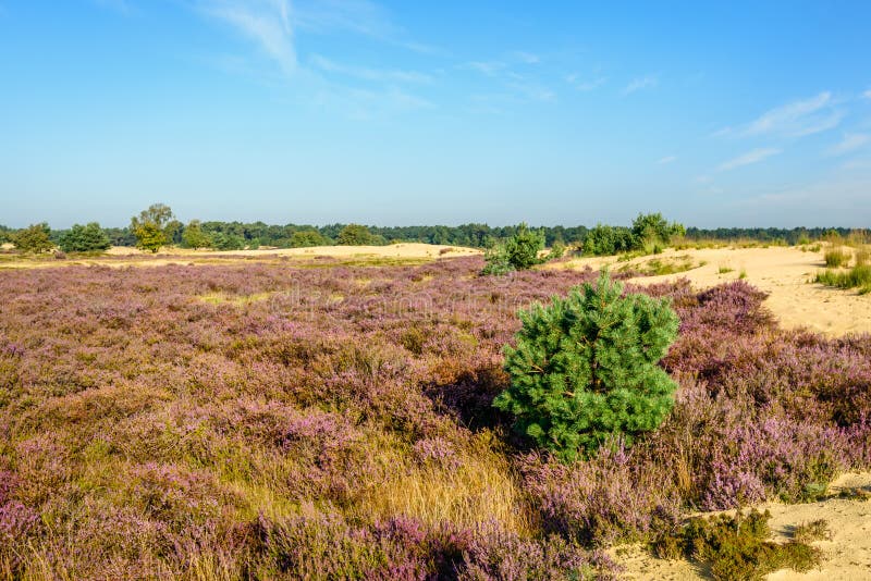 Sandy nature reserve with purple flowering heather