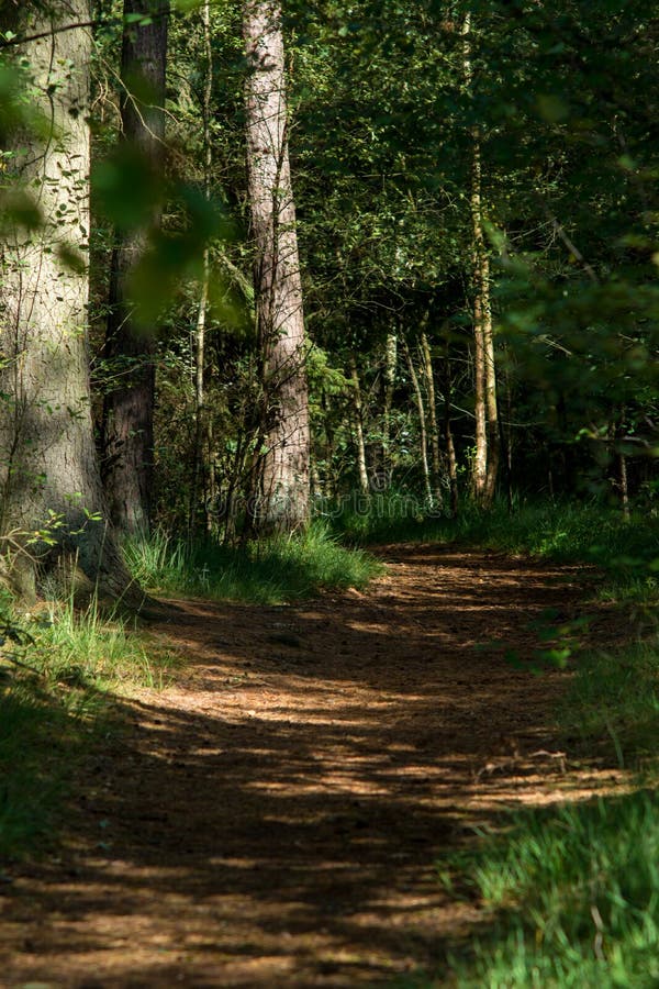 Heather Moorland In Kempen Forests North Brabant The Netherlan Stock