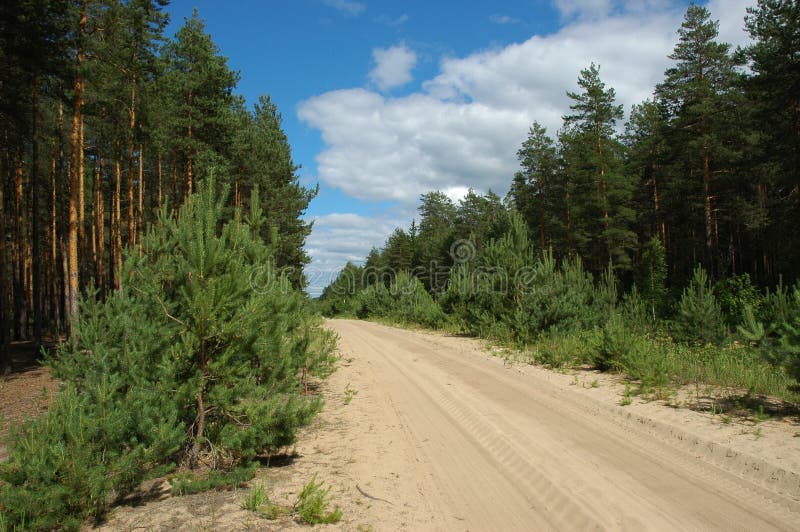 Sandy road in forest