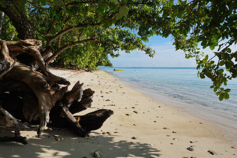 Sandy sea shore under a tree French Polynesia