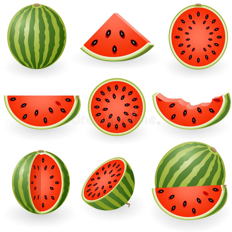 Vector illustration of watermelon and slices. Vector illustration of watermelon and slices