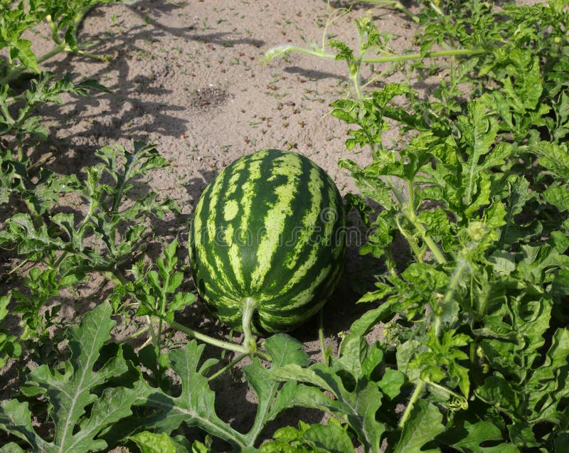 huge ripe green watermelon in the field with very fertile sandy soil. huge ripe green watermelon in the field with very fertile sandy soil