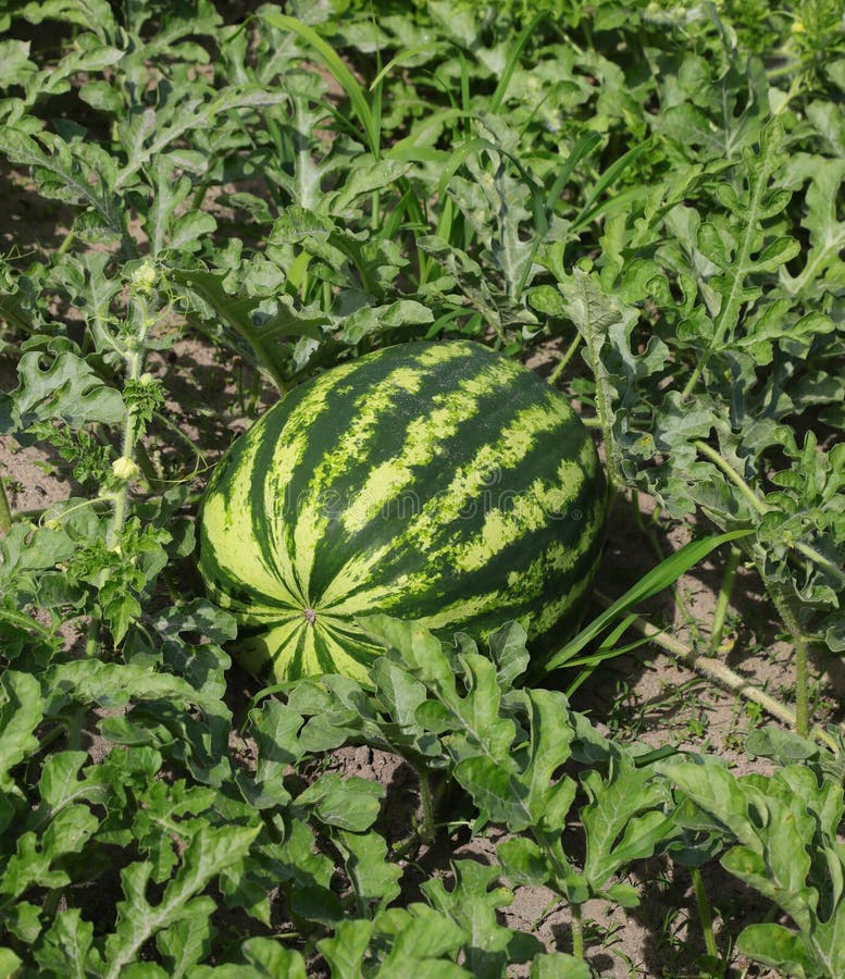 large ripe green watermelon in the fertile cultivated field with sandy soil. large ripe green watermelon in the fertile cultivated field with sandy soil