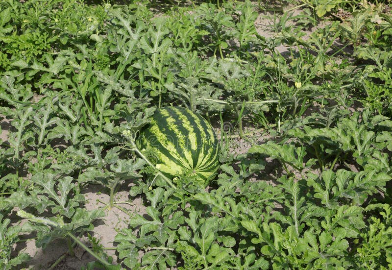 ripe green watermelon and plant leaves in cultivated sandy soil in summer. ripe green watermelon and plant leaves in cultivated sandy soil in summer